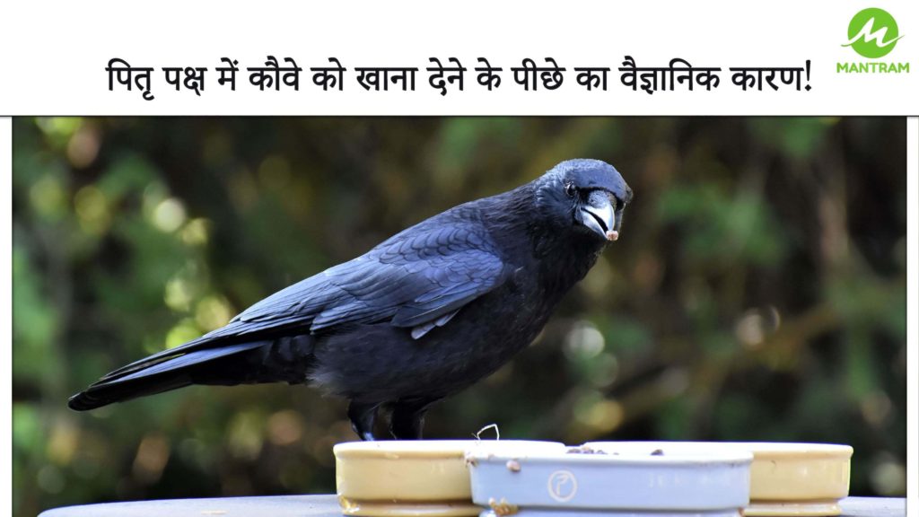 Feeding Crows in Shraad - The Scientific Reason 4 Feeding Crows During Shraad - Scientific Reason - SiddhMantram