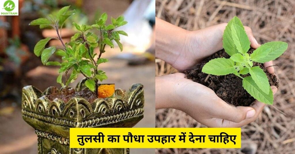तुलसी-का-पौधा-उपहार-में-देना-चाहिए-