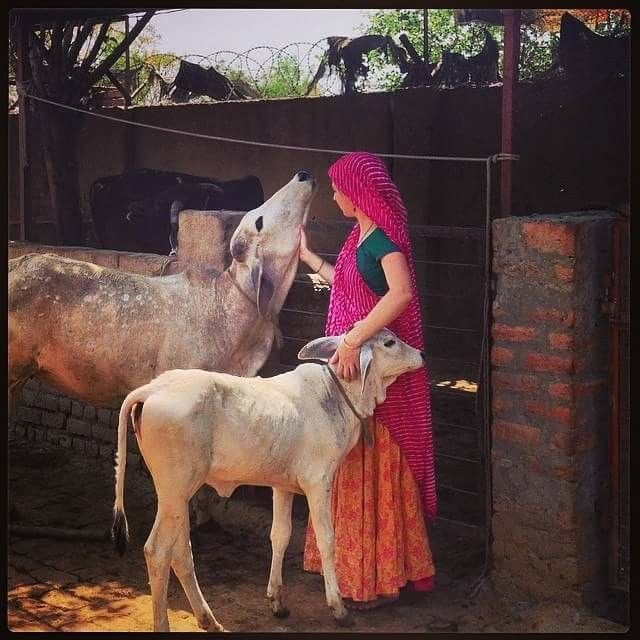 Desi cow Gau